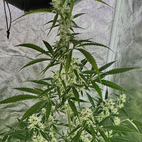 Purple Bud Auto growlog timeline photo