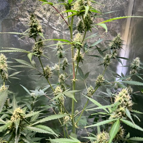 Purple Bud Auto growlog timeline photo