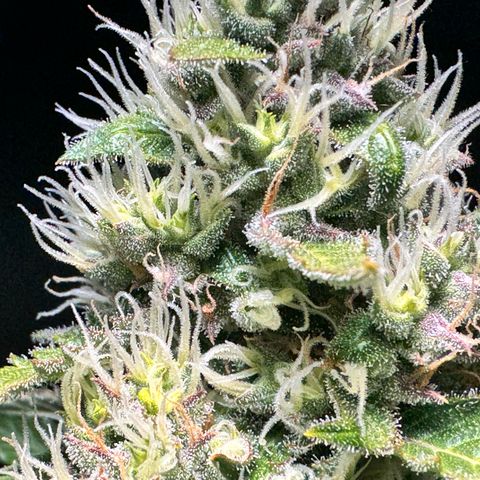 Purple Bud Auto growlog timeline photo