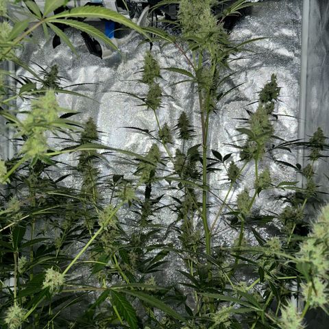 Purple Bud Auto growlog timeline photo