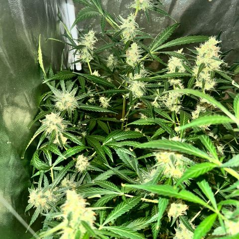Purple Bud Auto growlog timeline photo