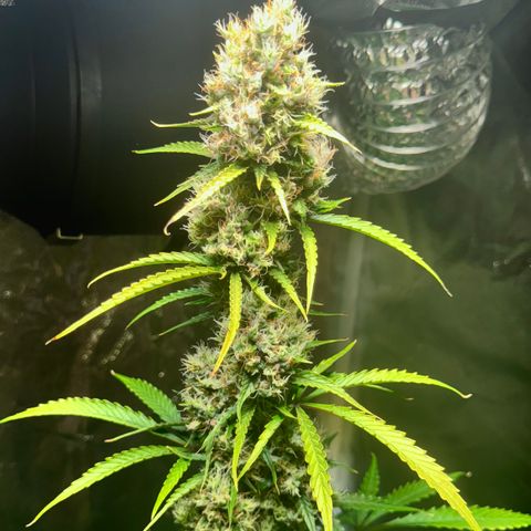 Purple Bud Auto growlog timeline photo
