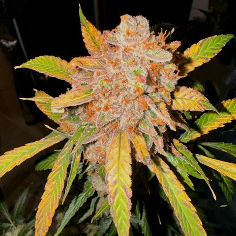 Purple Bud Auto growlog timeline photo