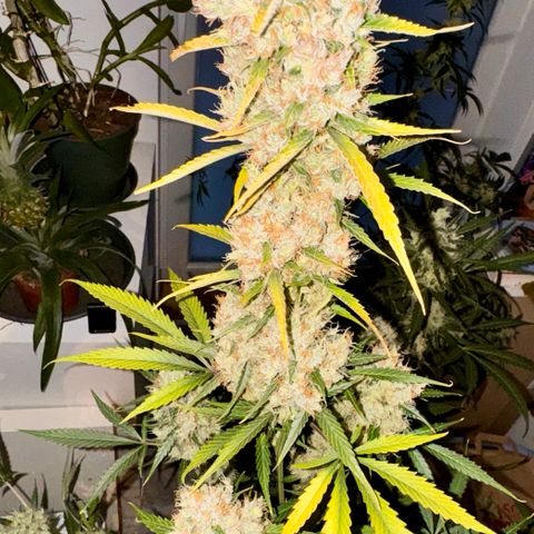Purple Bud Auto growlog timeline photo