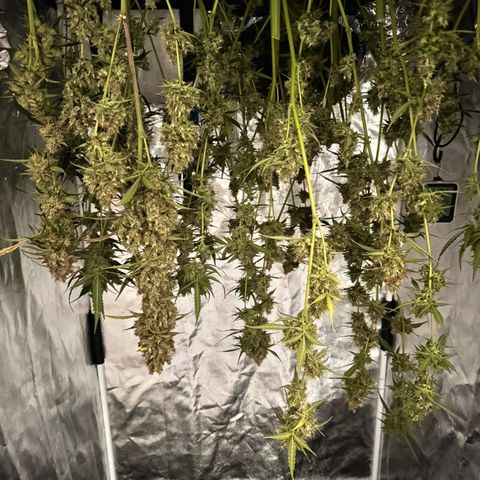 Purple Bud Auto growlog timeline photo
