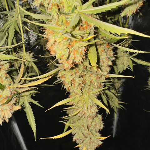 Purple Bud Auto growlog timeline photo