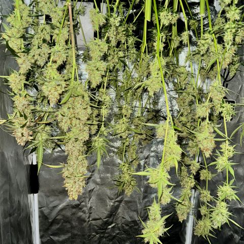 Purple Bud Auto growlog timeline photo