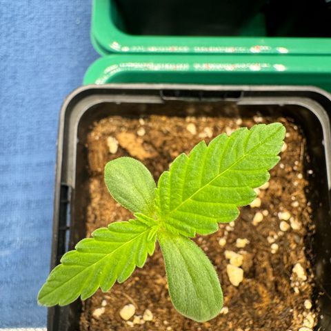 Mimosa Evo | BarneysFarm growlog timeline photo