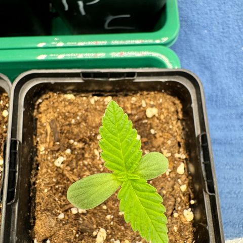 Mimosa Evo | BarneysFarm growlog timeline photo