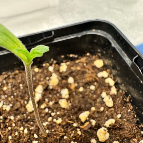 Mimosa Evo | BarneysFarm growlog timeline photo