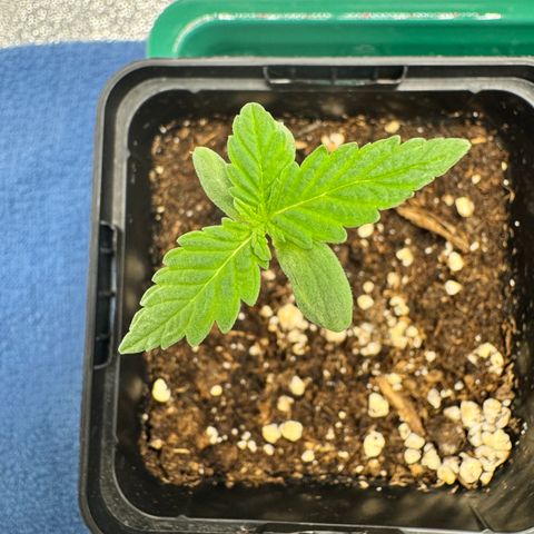 Mimosa Evo | BarneysFarm growlog timeline photo