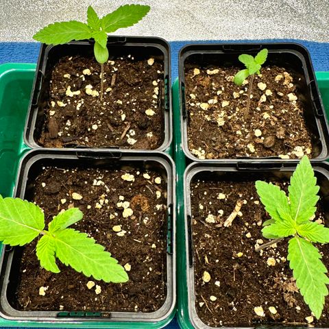 Mimosa Evo | BarneysFarm growlog timeline photo