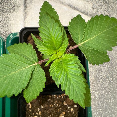 Mimosa Evo | BarneysFarm growlog timeline photo