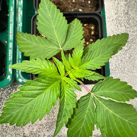 Mimosa Evo | BarneysFarm growlog timeline photo