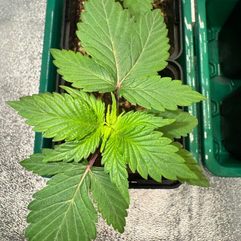 Mimosa Evo | BarneysFarm growlog timeline photo