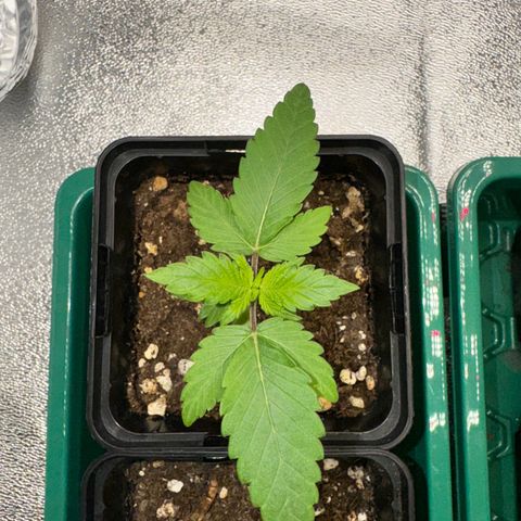 Mimosa Evo | BarneysFarm growlog timeline photo