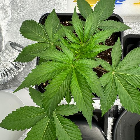Mimosa Evo | BarneysFarm growlog timeline photo