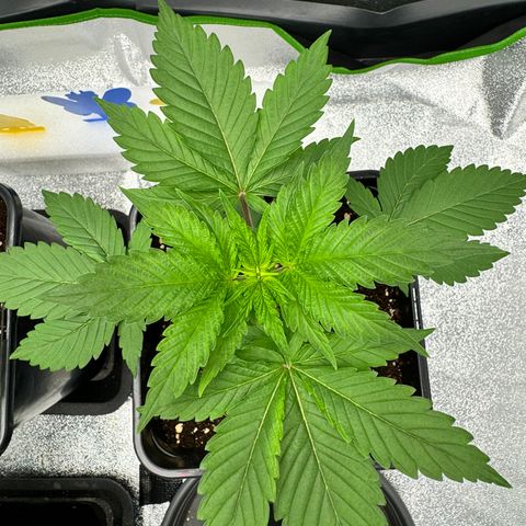 Mimosa Evo | BarneysFarm growlog timeline photo