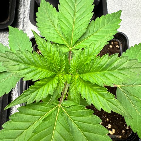 Mimosa Evo | BarneysFarm growlog timeline photo