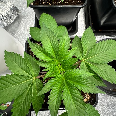 Mimosa Evo | BarneysFarm growlog timeline photo