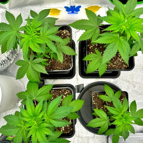 Mimosa Evo | BarneysFarm growlog timeline photo