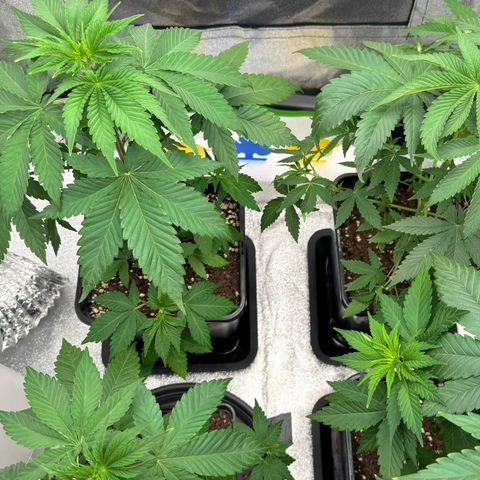 Mimosa Evo | BarneysFarm growlog timeline photo