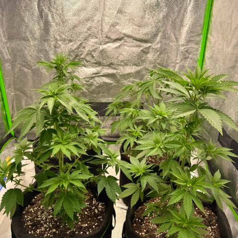 Mimosa Evo | BarneysFarm growlog timeline photo