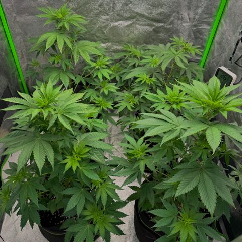 Mimosa Evo | BarneysFarm growlog timeline photo