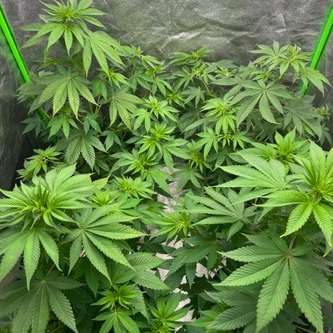 Mimosa Evo | BarneysFarm growlog timeline photo