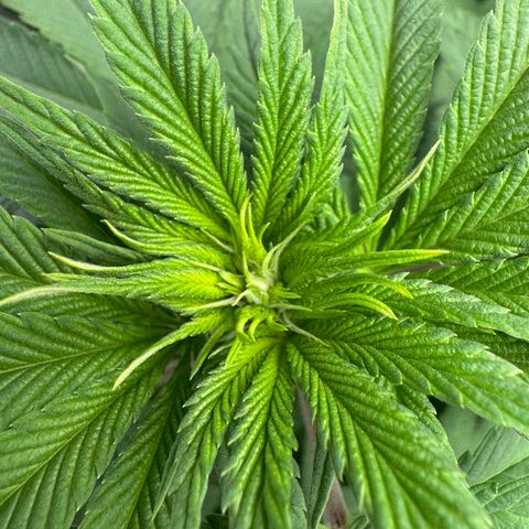 Mimosa Evo | BarneysFarm growlog timeline photo