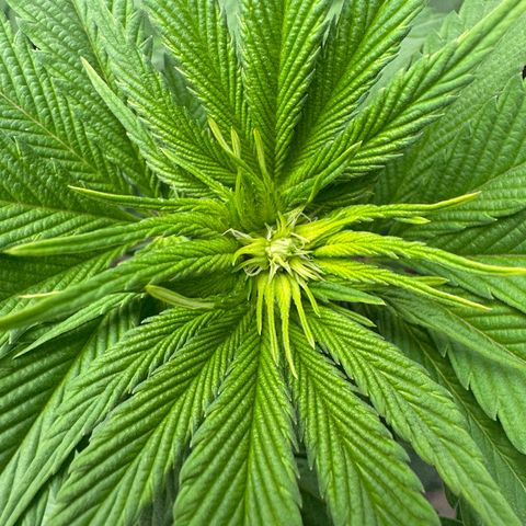 Mimosa Evo | BarneysFarm growlog timeline photo