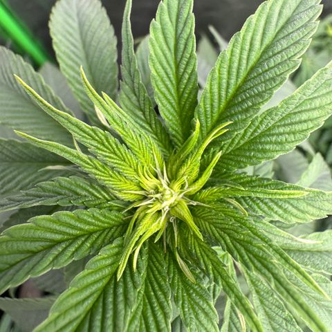 Mimosa Evo | BarneysFarm growlog timeline photo