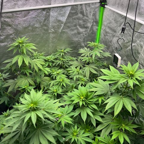 Mimosa Evo | BarneysFarm growlog timeline photo