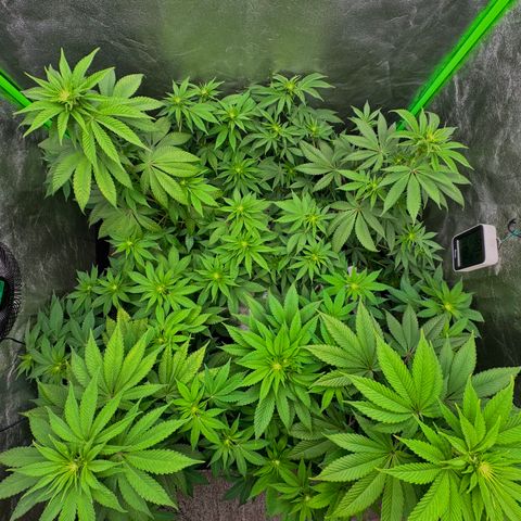 Mimosa Evo | BarneysFarm growlog timeline photo
