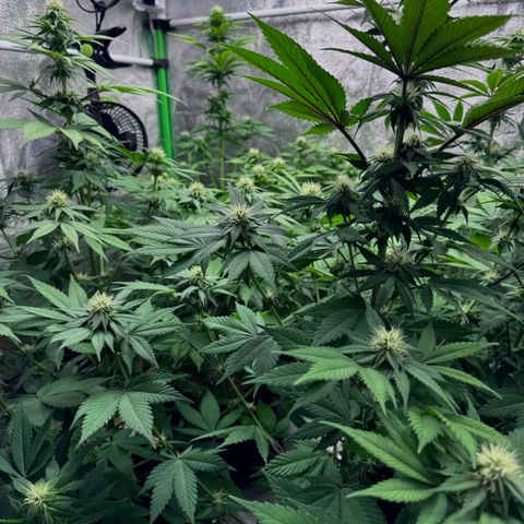 Mimosa Evo | BarneysFarm growlog timeline photo