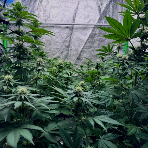 Mimosa Evo | BarneysFarm growlog timeline photo