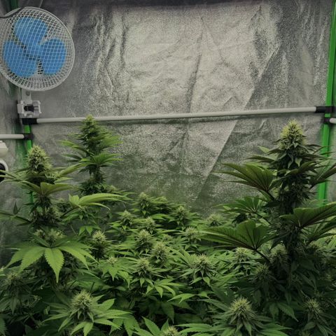 Mimosa Evo | BarneysFarm growlog timeline photo