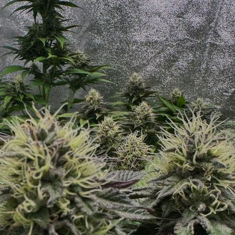 Mimosa Evo | BarneysFarm growlog timeline photo