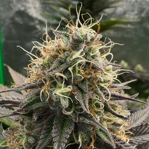 Mimosa Evo | BarneysFarm growlog timeline photo