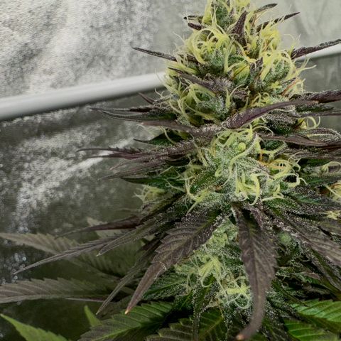 Mimosa Evo | BarneysFarm growlog timeline photo