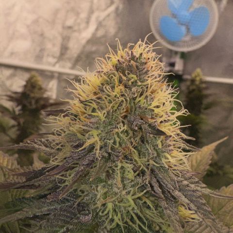 Mimosa Evo | BarneysFarm growlog timeline photo