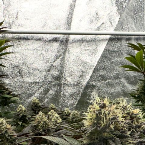 Mimosa Evo | BarneysFarm growlog timeline photo