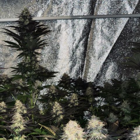 Mimosa Evo | BarneysFarm growlog timeline photo