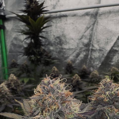 Mimosa Evo | BarneysFarm growlog timeline photo