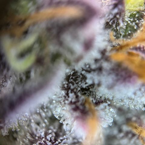 Mimosa Evo | BarneysFarm growlog timeline photo