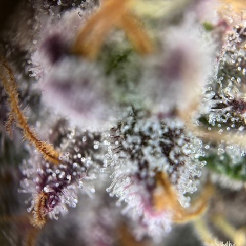 Mimosa Evo | BarneysFarm growlog timeline photo