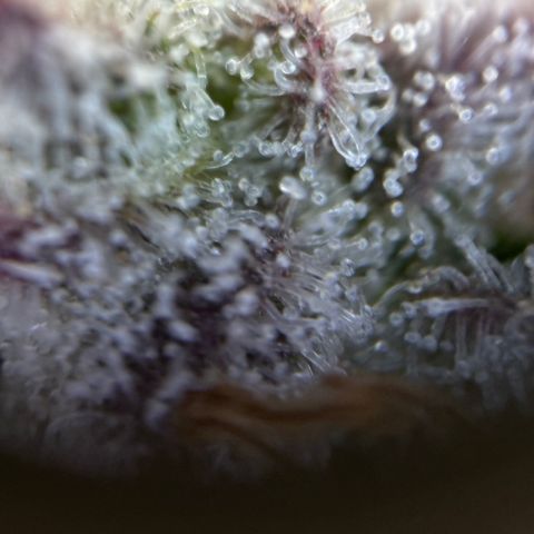 Mimosa Evo | BarneysFarm growlog timeline photo