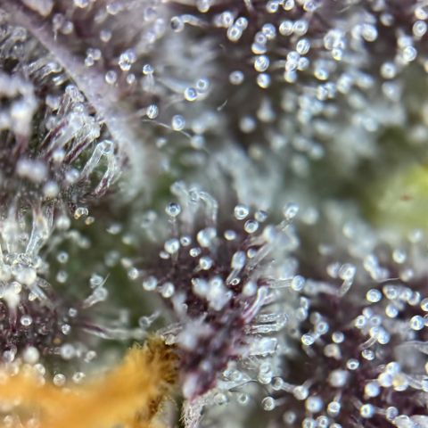 Mimosa Evo | BarneysFarm growlog timeline photo