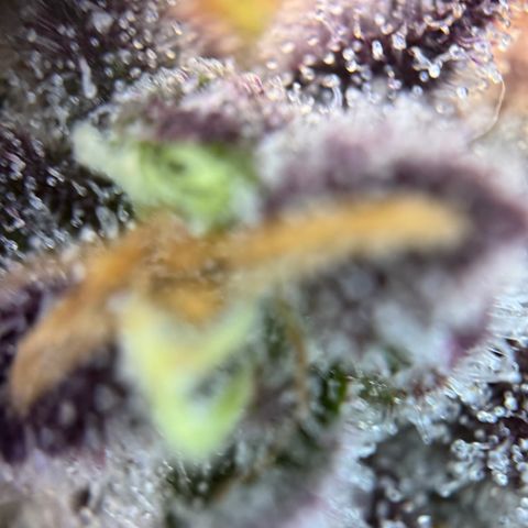Mimosa Evo | BarneysFarm growlog timeline photo