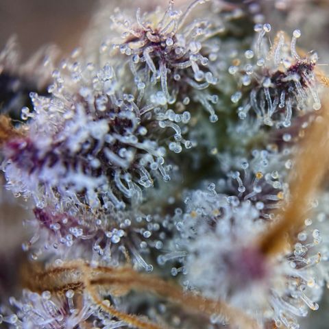 Mimosa Evo | BarneysFarm growlog timeline photo